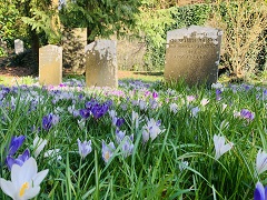 Dolvin Road Cemetery Crocus & Graves